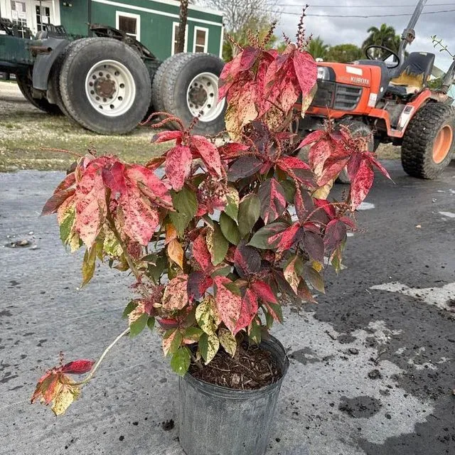 thumbnail for publication: Acalypha wilkesiana: Copperleaf